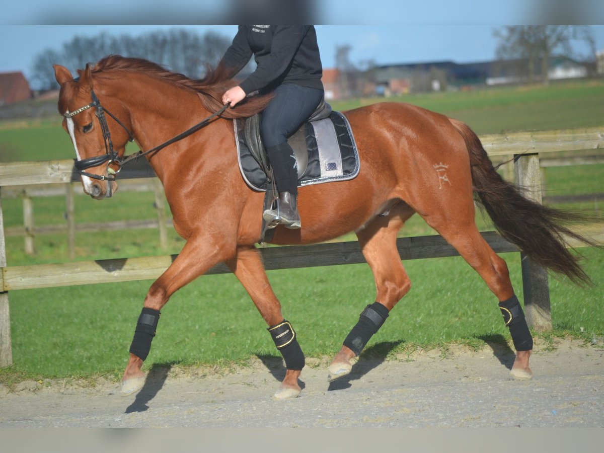 PRE Mix Wallach 6 Jahre 162 cm Fuchs in Breda