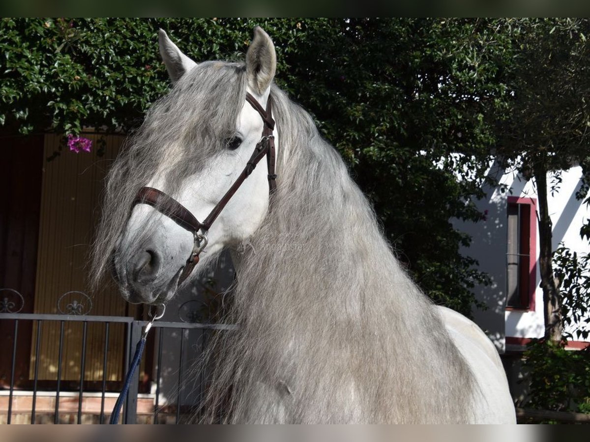 PRE Mix Wallach 6 Jahre 162 cm Schimmel in Kronach