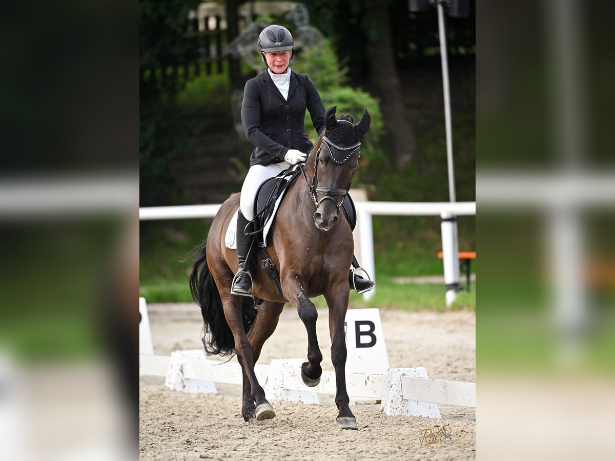 PRE Mix Wallach 6 Jahre 162 cm Schwarzbrauner in Haren