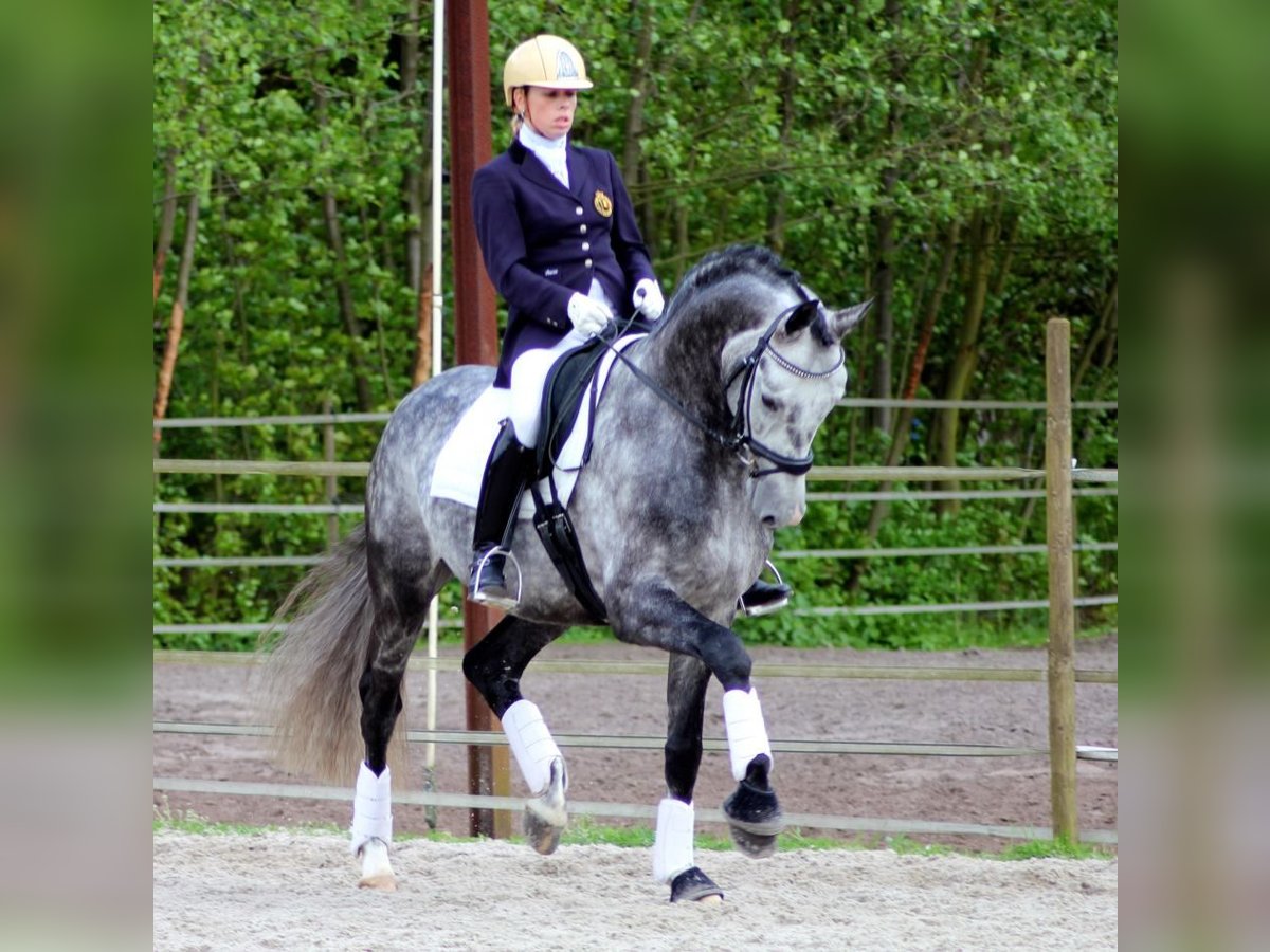 PRE Mix Wallach 6 Jahre 163 cm Schimmel in Schwarzmannshofen