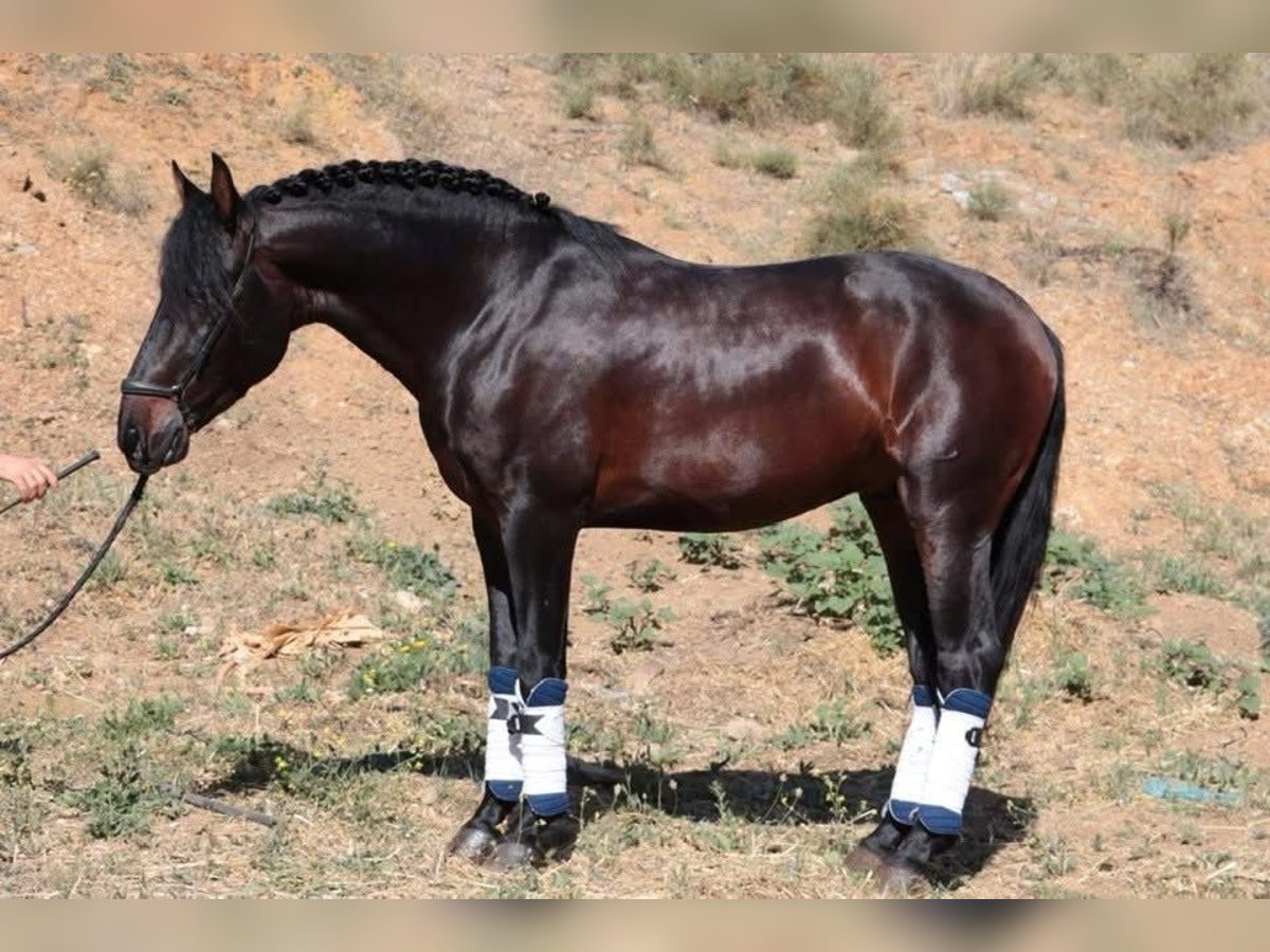 PRE Wallach 6 Jahre 164 cm Dunkelbrauner in Br&#xFC;ggen