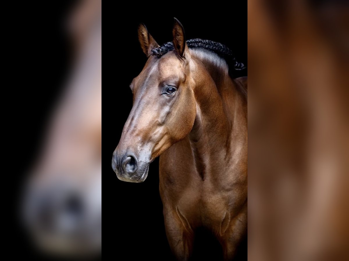 PRE Wallach 6 Jahre 164 cm Dunkelbrauner in Dorsten