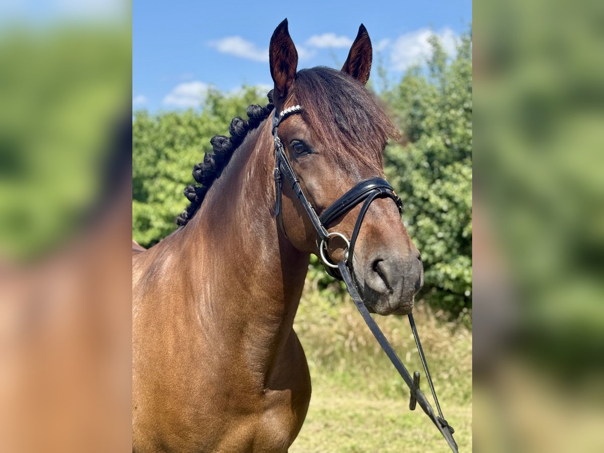PRE Wallach 6 Jahre 164 cm Dunkelbrauner in Dorsten
