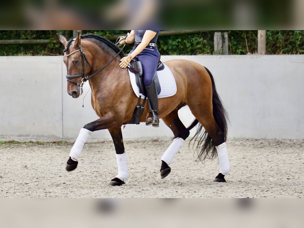 PRE Wallach 6 Jahre 165 cm Dunkelbrauner in Dorsten
