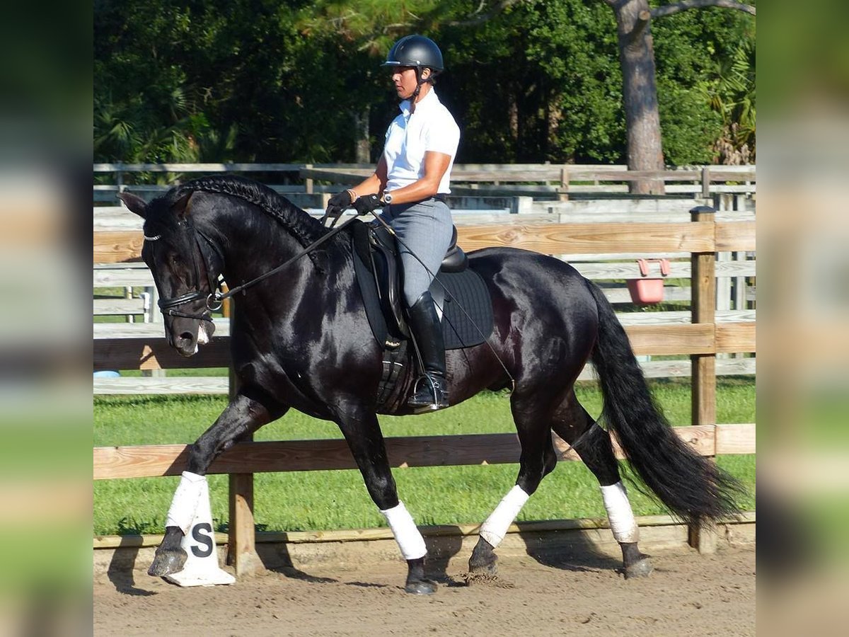 PRE Mix Wallach 6 Jahre 165 cm Rappe in Haan