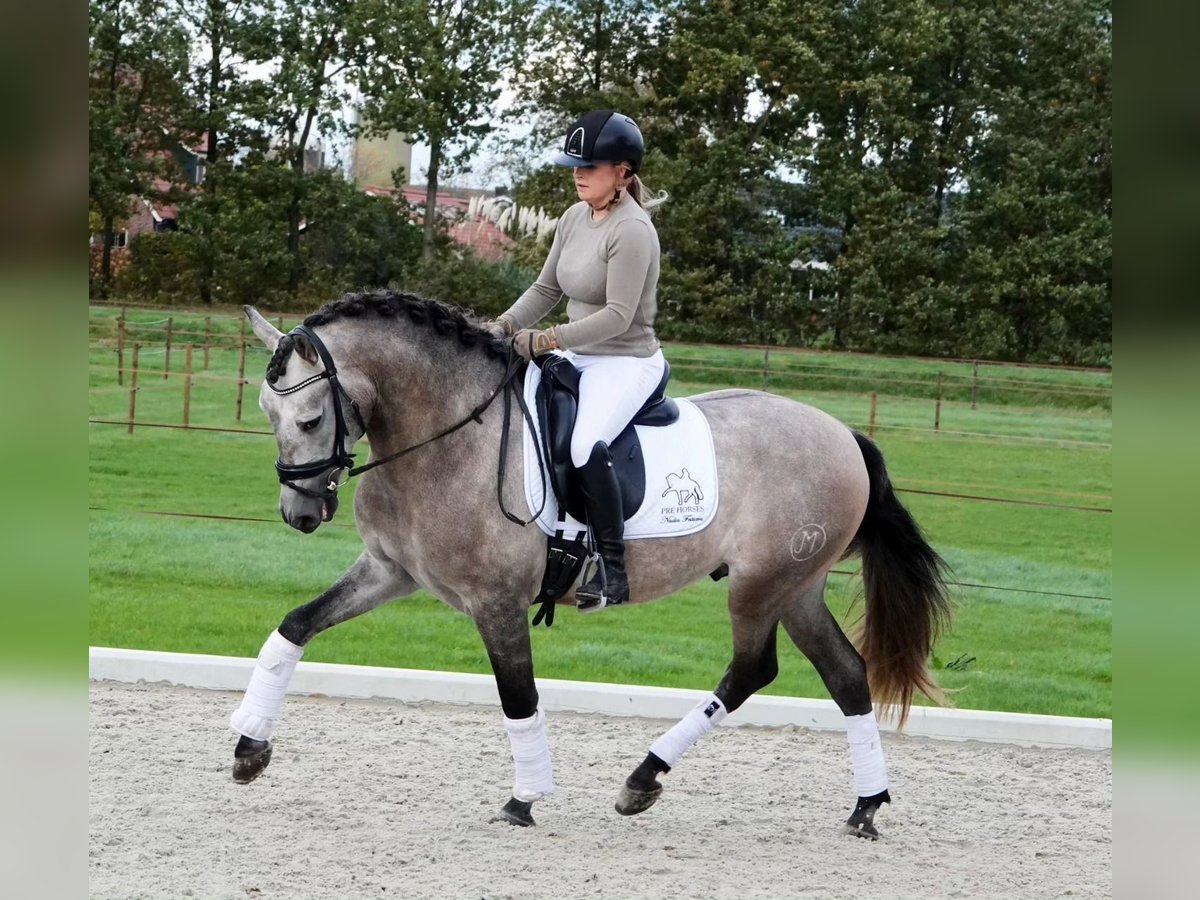 PRE Mix Wallach 6 Jahre 165 cm Schimmel in Schneverdingen
