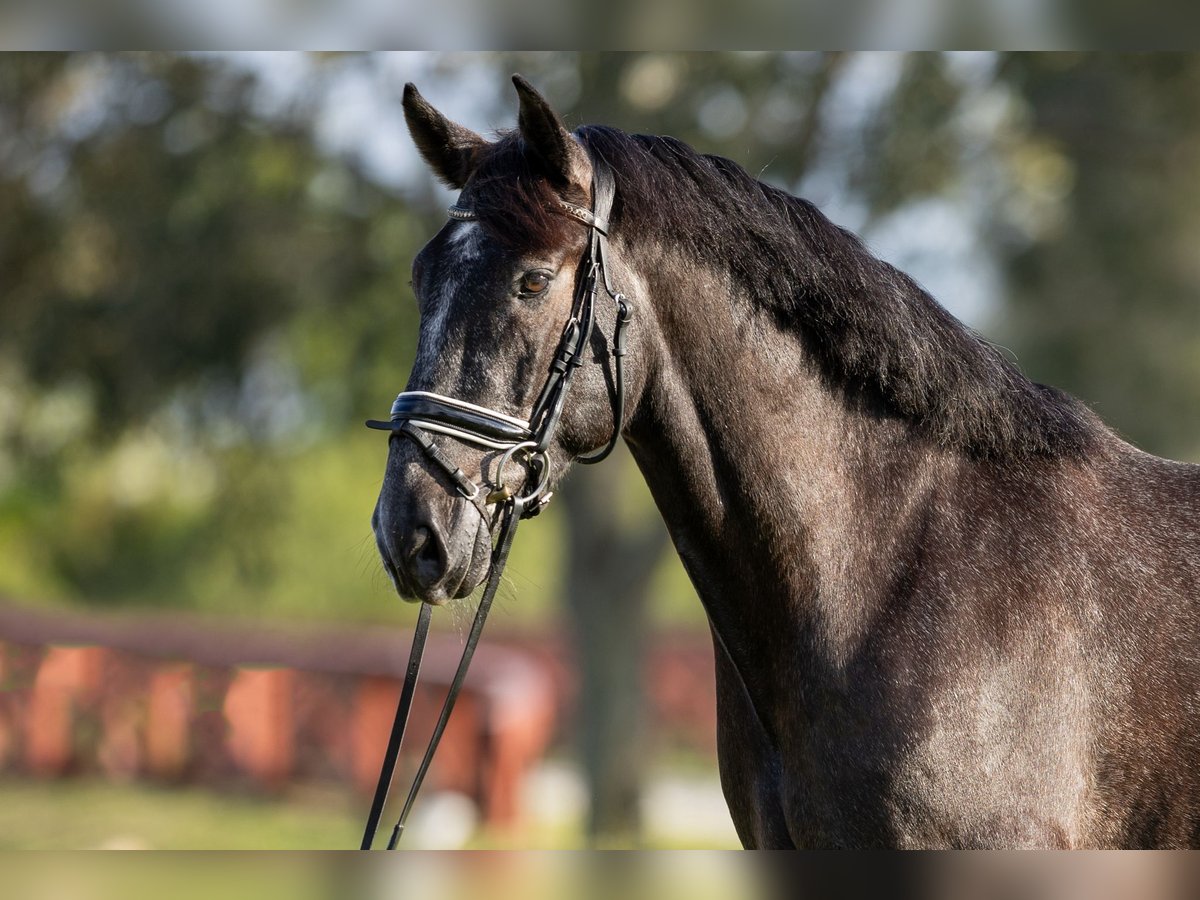 PRE Mix Wallach 6 Jahre 165 cm Schimmel in Wellington