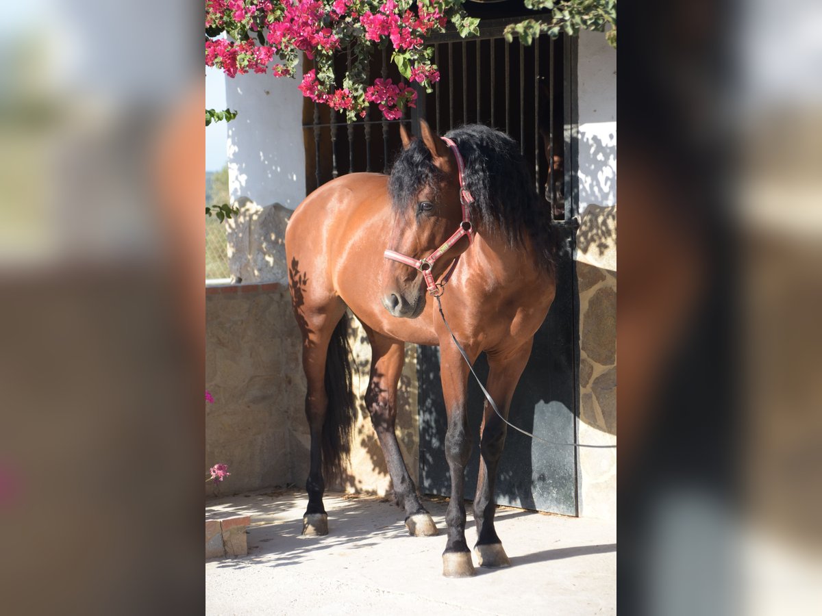PRE Wallach 6 Jahre 167 cm Brauner in Vejer de la Frontera