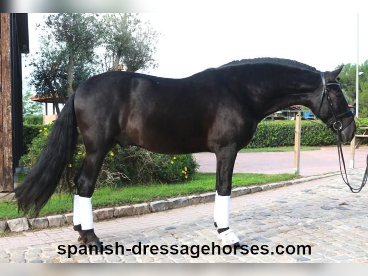 PRE Mix Wallach 6 Jahre 167 cm Rappe in Barcelona