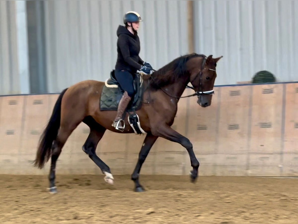 PRE Wallach 6 Jahre 168 cm Brauner in Neustadt (Wied)