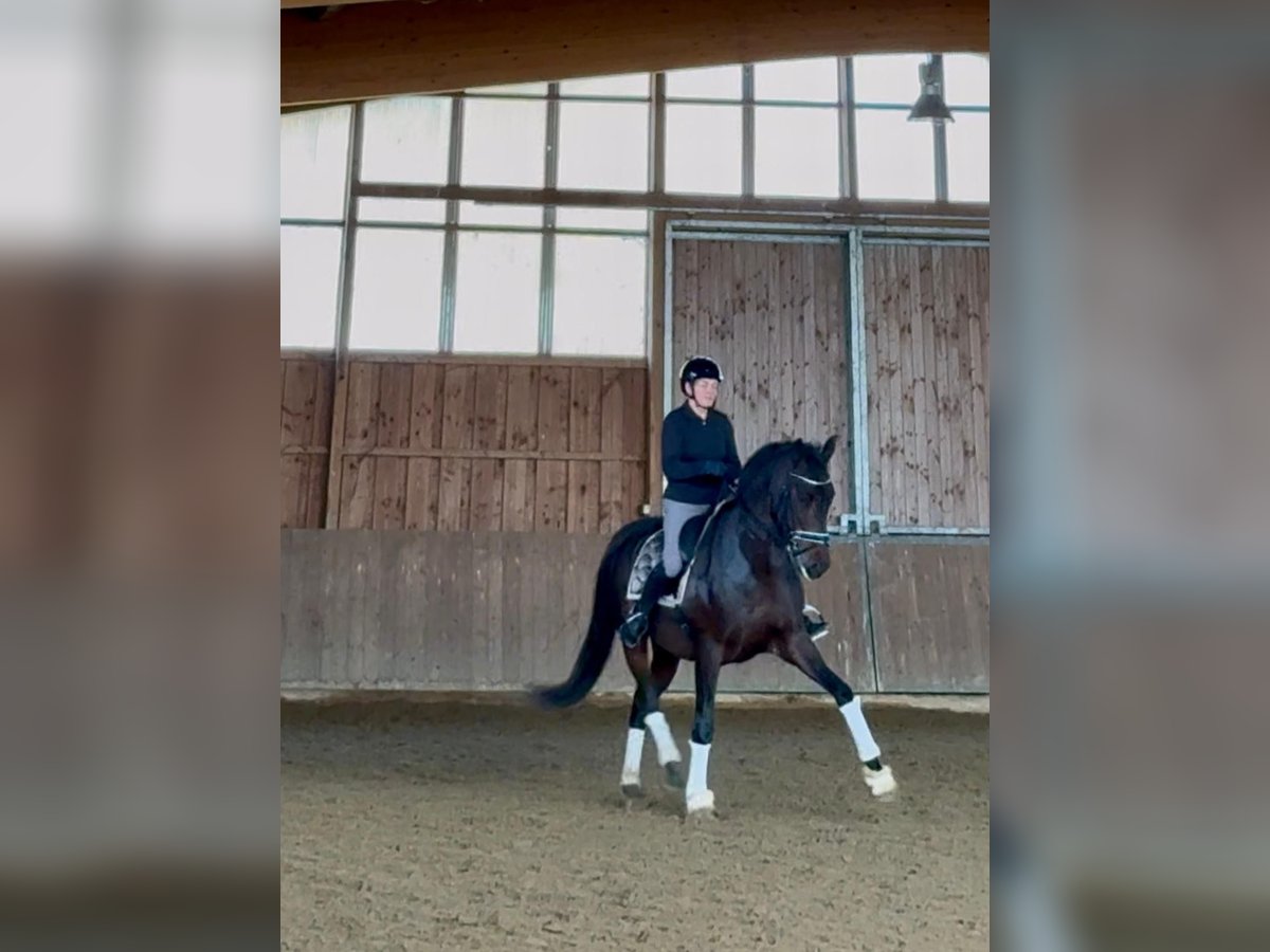 PRE Wallach 6 Jahre 168 cm Dunkelbrauner in Kelpen-Oler