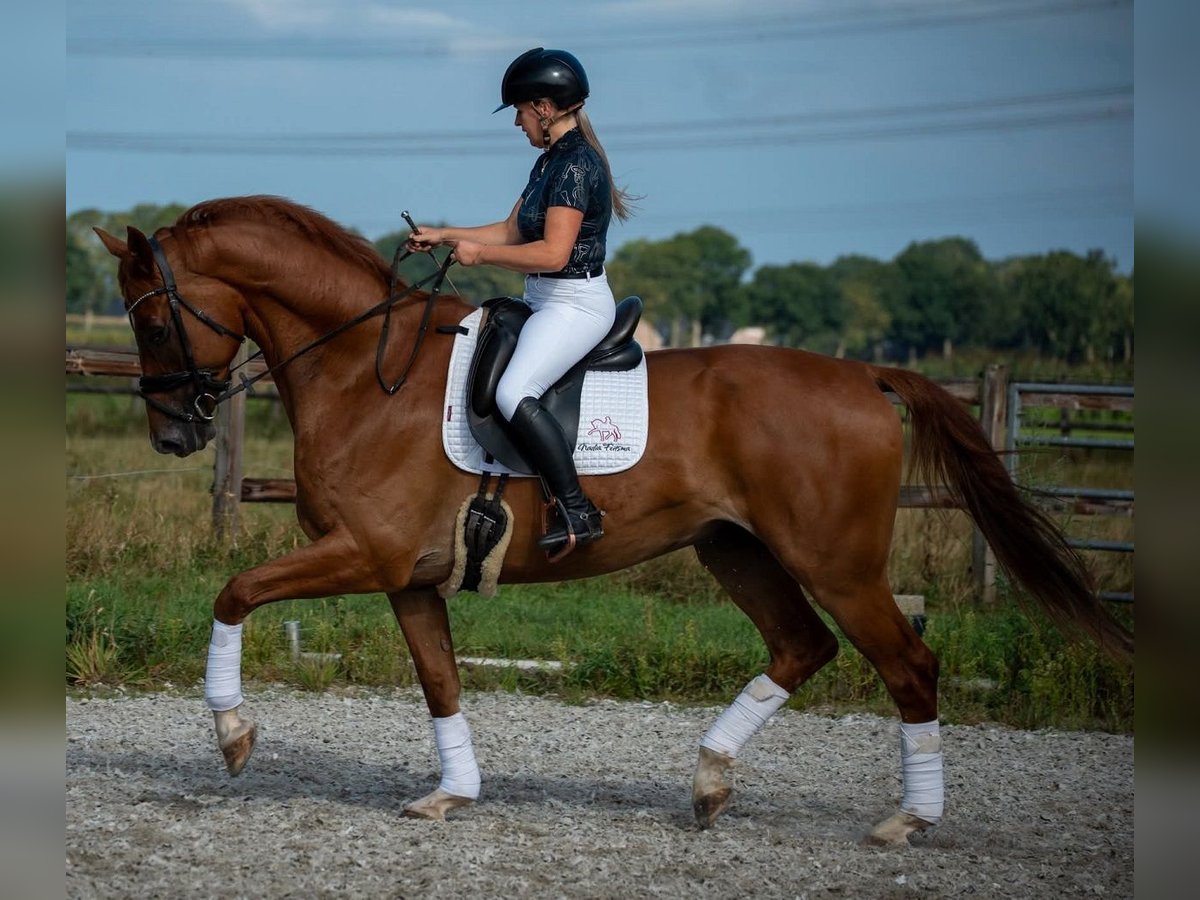 PRE Mix Wallach 6 Jahre 169 cm Hellbrauner in Prag