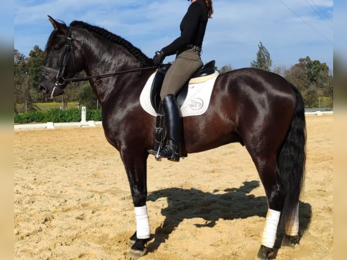 PRE Mix Wallach 6 Jahre 170 cm Rappe in Martfeld PRE Mix Wallach 6 Jahre 170 cm Rappe in Martfeld