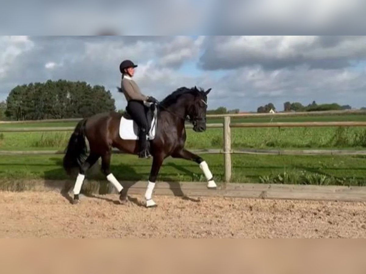 PRE Mix Wallach 6 Jahre 170 cm Rappe in Svinninge