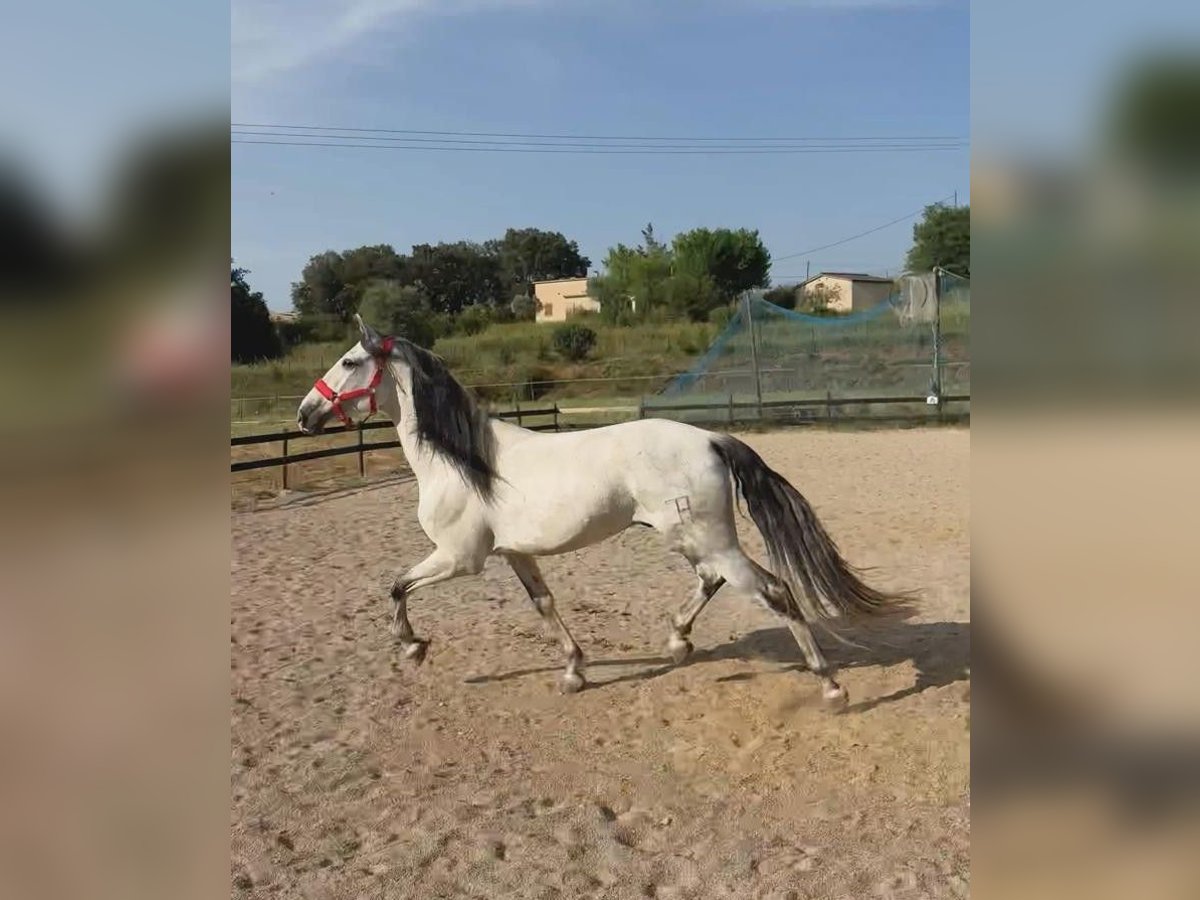 PRE Mix Wallach 6 Jahre 170 cm Schimmel in Pedrinya (Ajuntament Crespia)