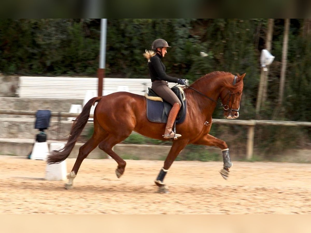 PRE Mix Wallach 6 Jahre 173 cm Rotfuchs in Barcelona