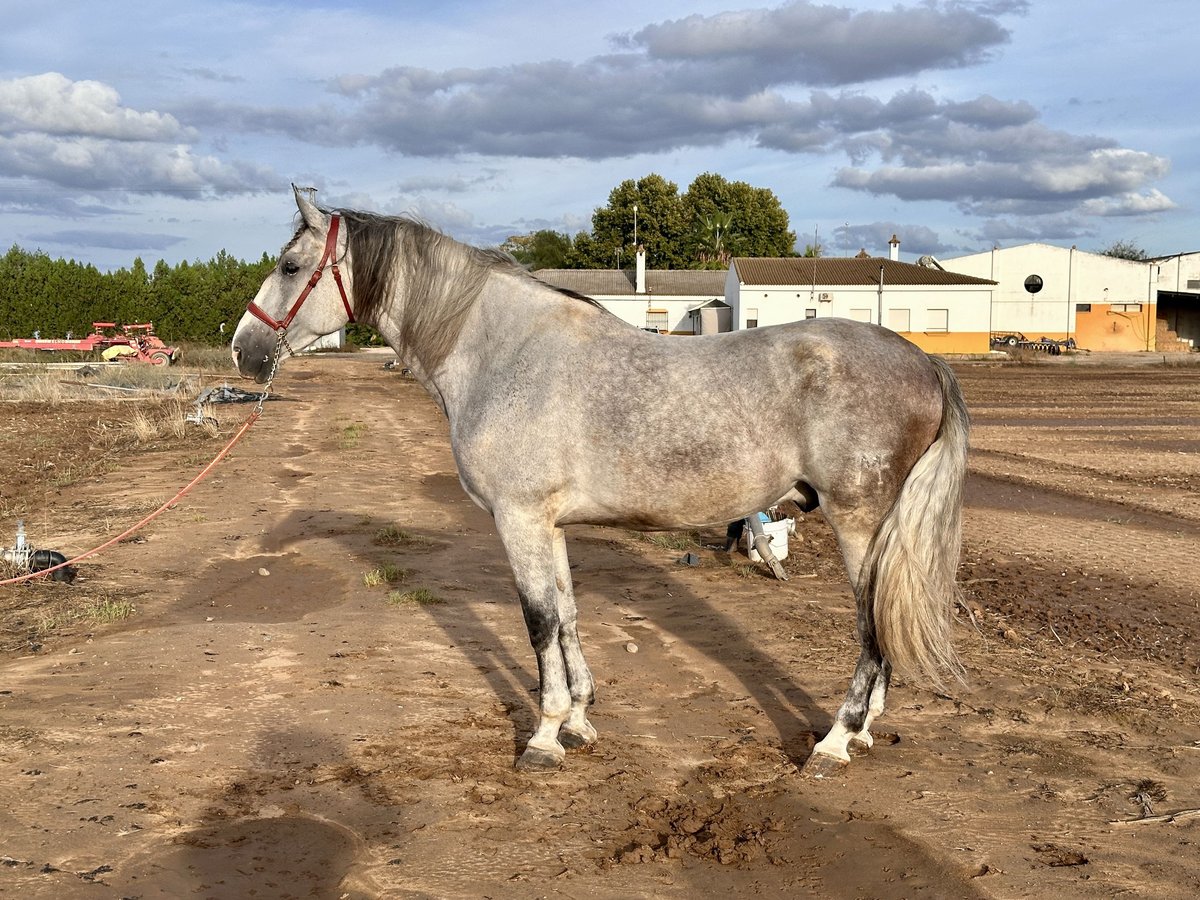 PRE Mix Wallach 6 Jahre 177 cm Schimmel in Galaroza (Huelva)