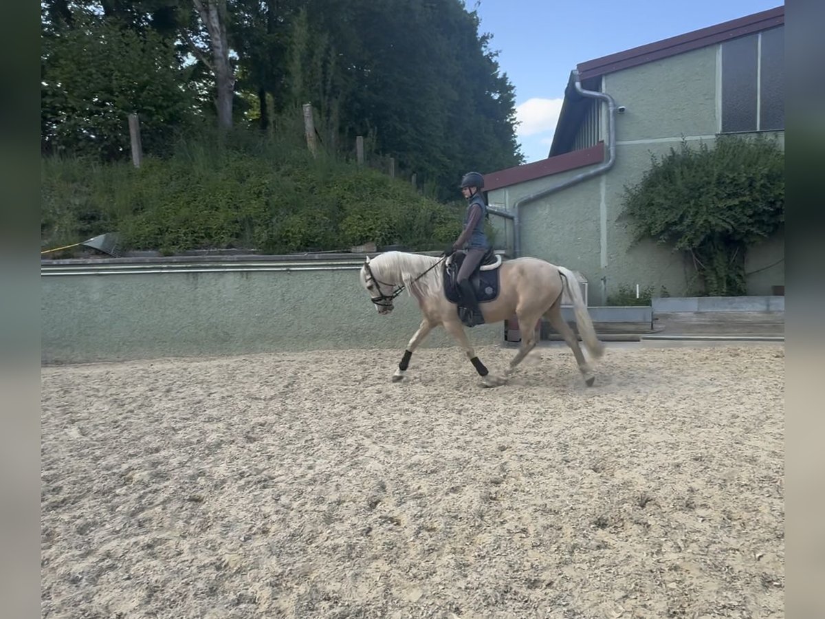 PRE Wallach 7 Jahre 158 cm Palomino in Krumbach