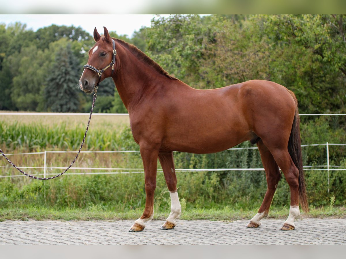 PRE Wallach 7 Jahre 161 cm Fuchs in Bautzen
