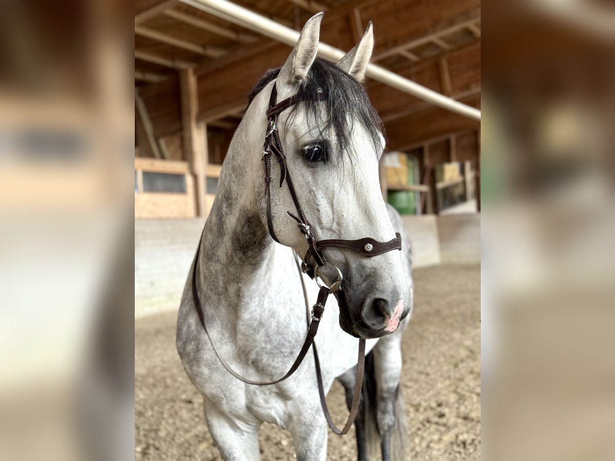 PRE Mix Wallach 7 Jahre 162 cm Apfelschimmel in Affoltern am Albis