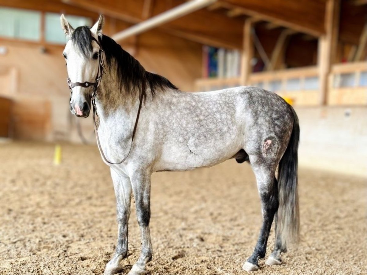 PRE Mix Wallach 7 Jahre 162 cm Apfelschimmel in Affoltern am Albis