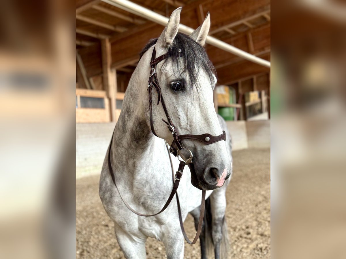 PRE Mix Wallach 7 Jahre 162 cm Apfelschimmel in Affoltern am Albis