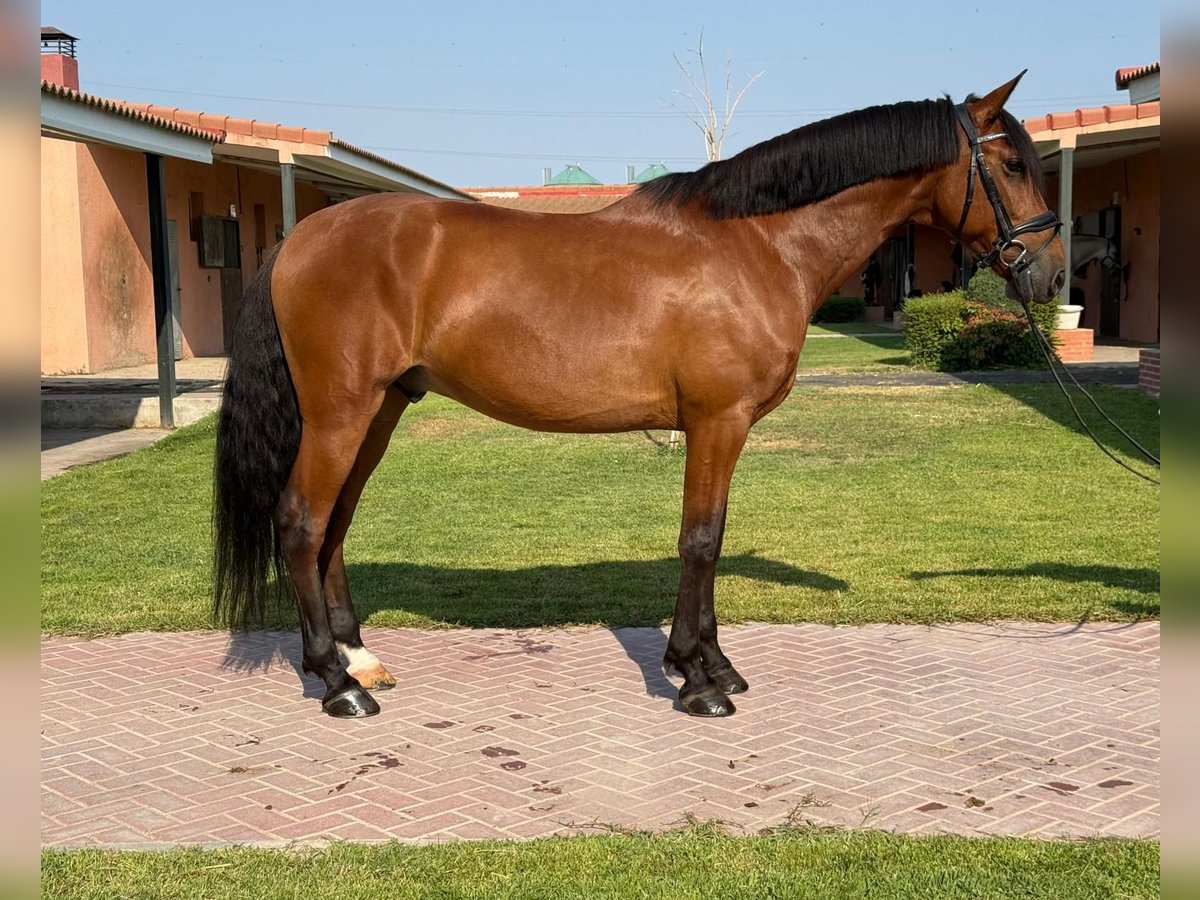 PRE Wallach 7 Jahre 164 cm Hellbrauner in Madrid