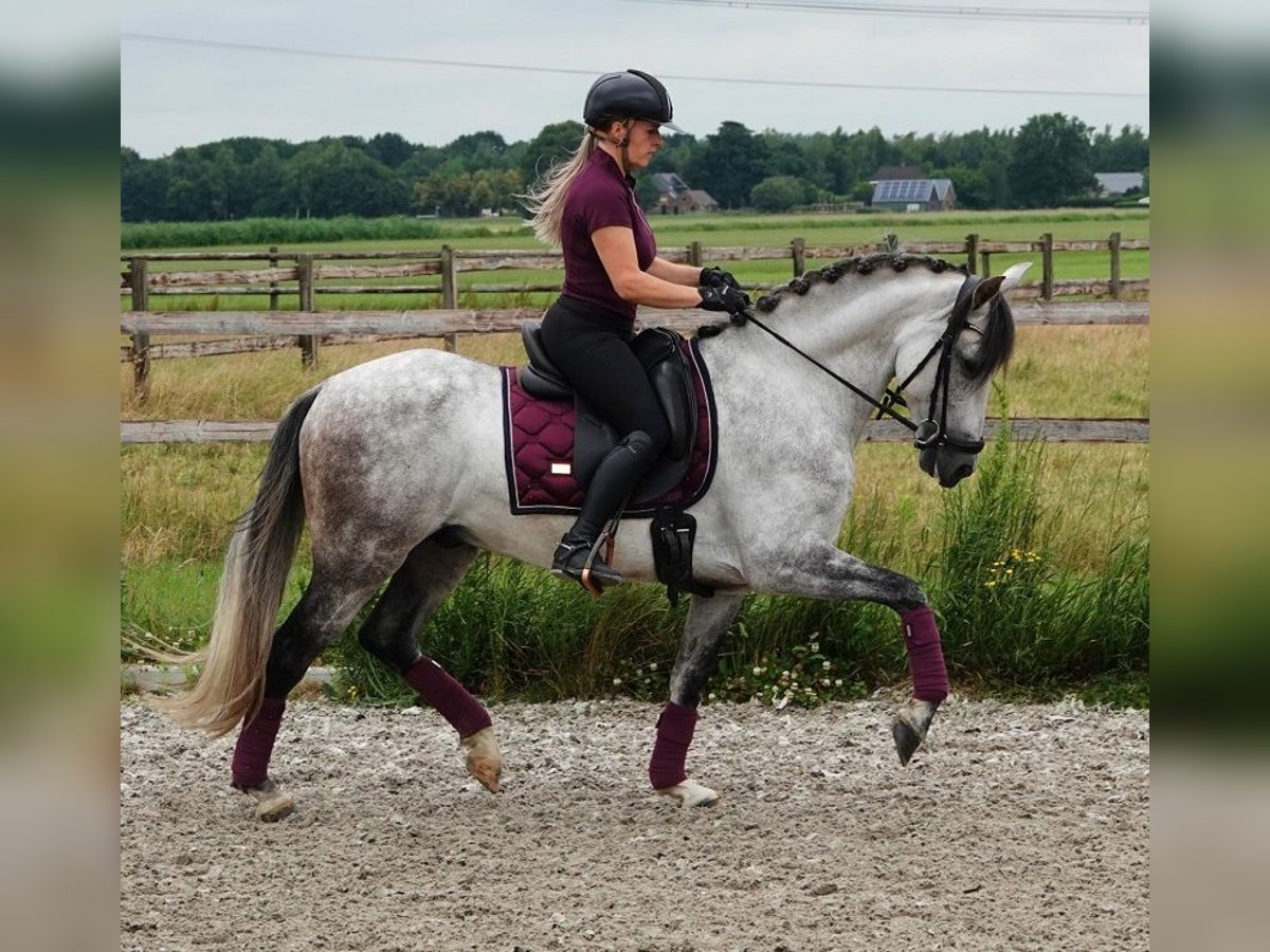 PRE Mix Wallach 7 Jahre 165 cm Apfelschimmel in Kedichem