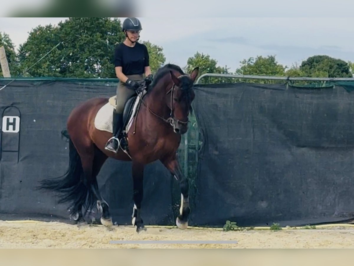 PRE Mix Wallach 7 Jahre 165 cm Brauner in Ludwigshafen am Rhein