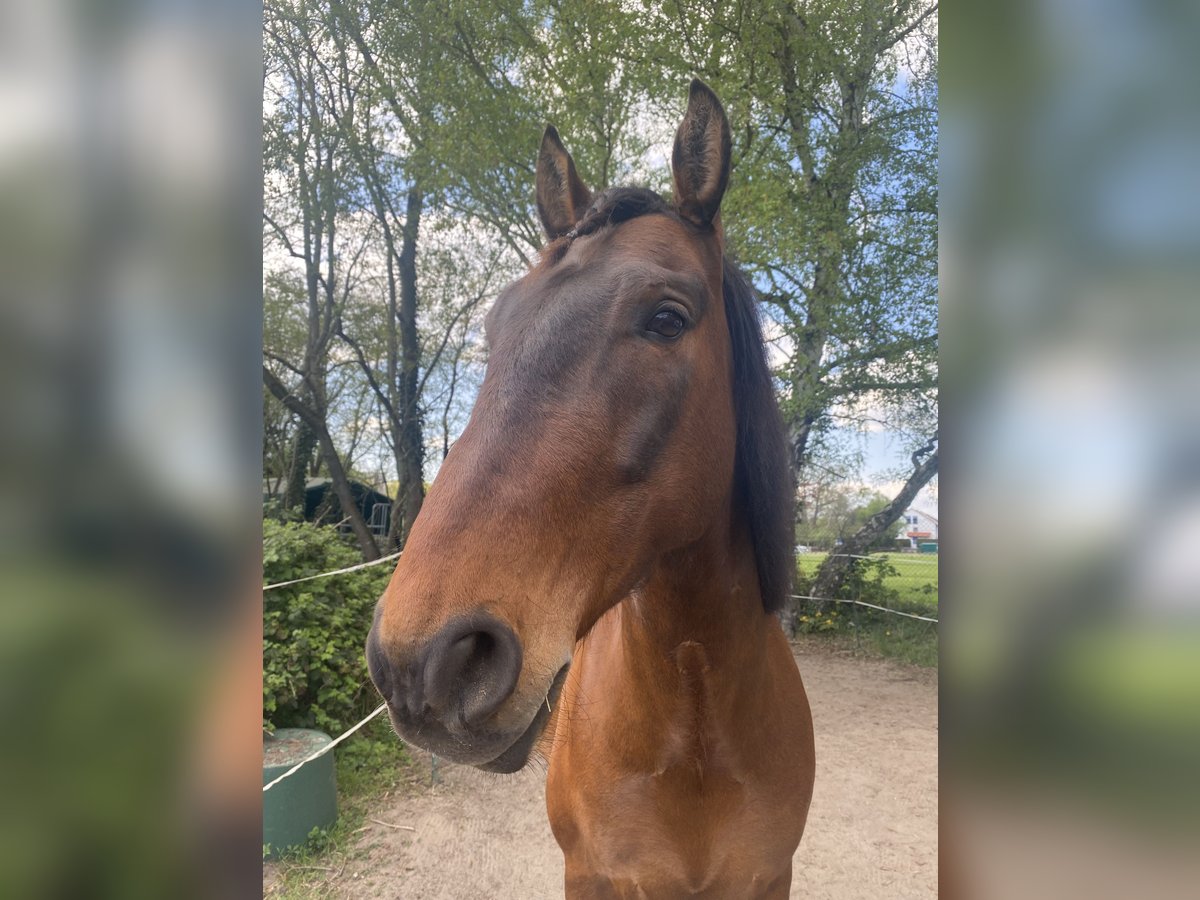 PRE Wallach 7 Jahre 165 cm Brauner in Mühlheim
