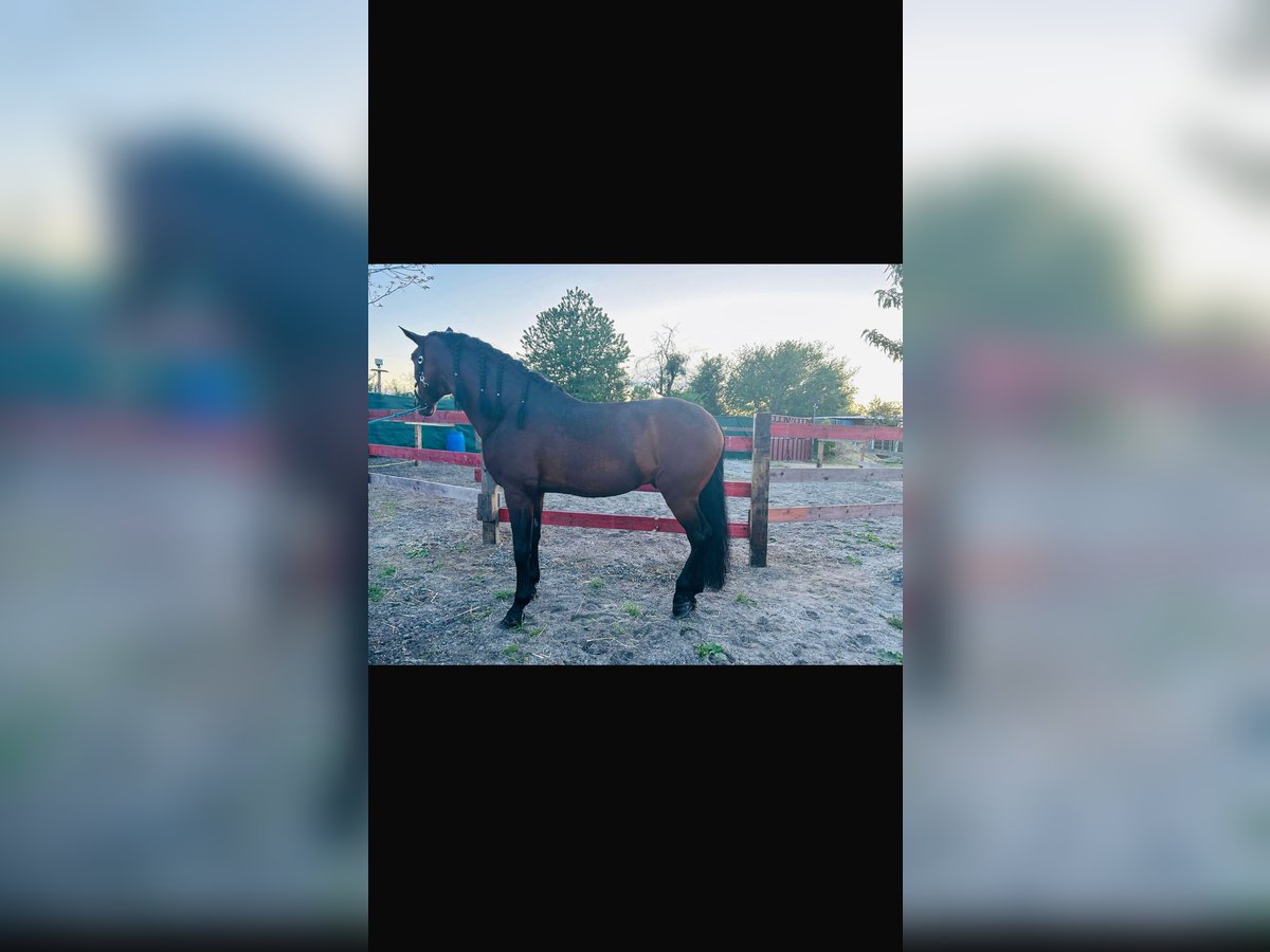 PRE Mix Wallach 7 Jahre 165 cm Dunkelbrauner in Mannheim