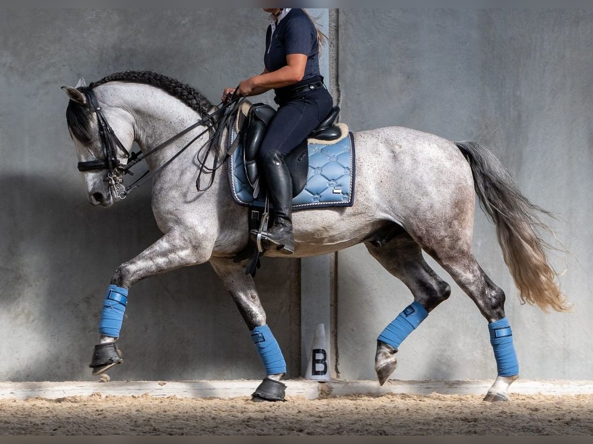 PRE Wallach 7 Jahre 165 cm Schimmel in M&#xFC;nchen