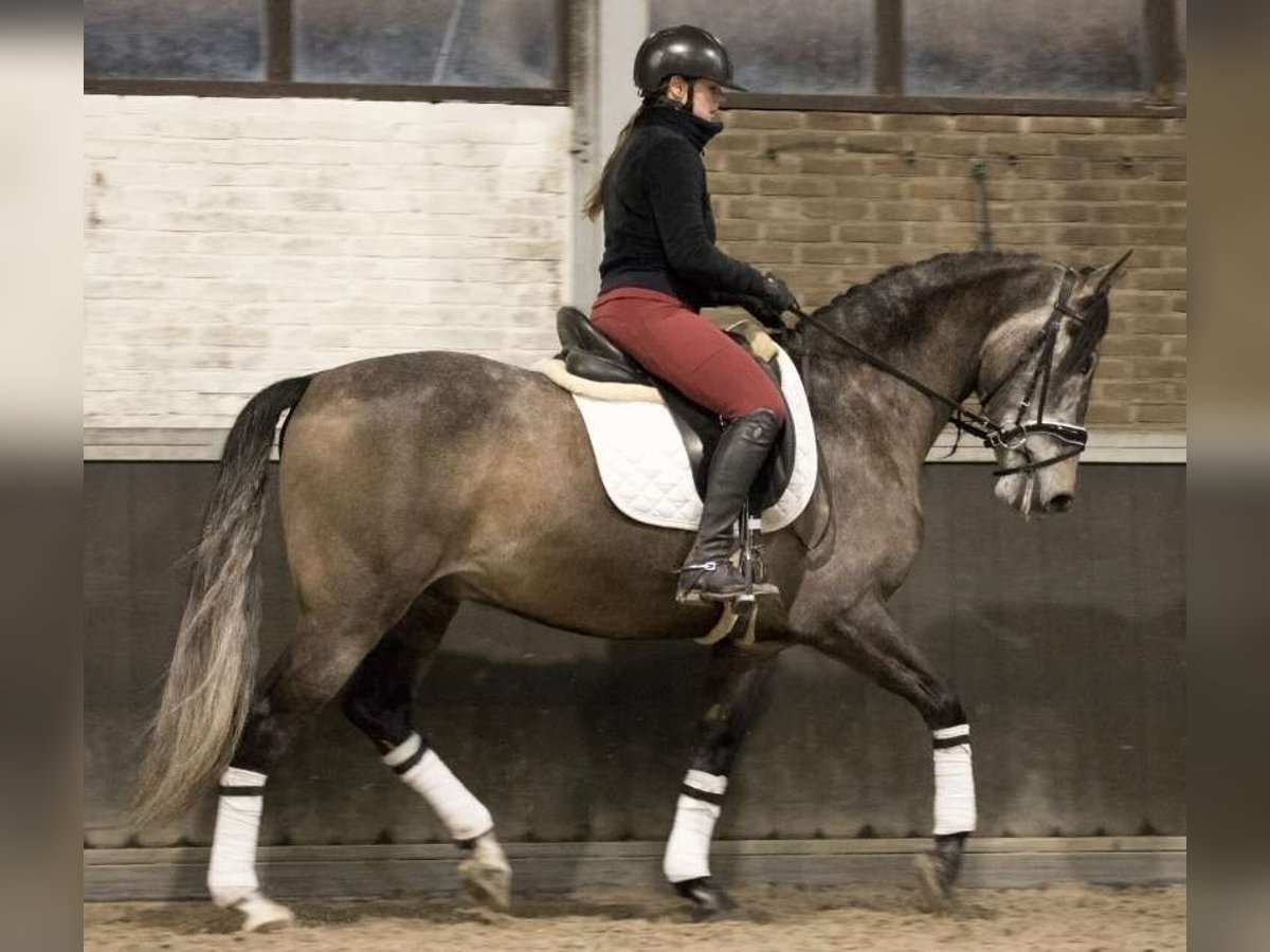 PRE Mix Wallach 7 Jahre 167 cm Apfelschimmel in Cremlingen