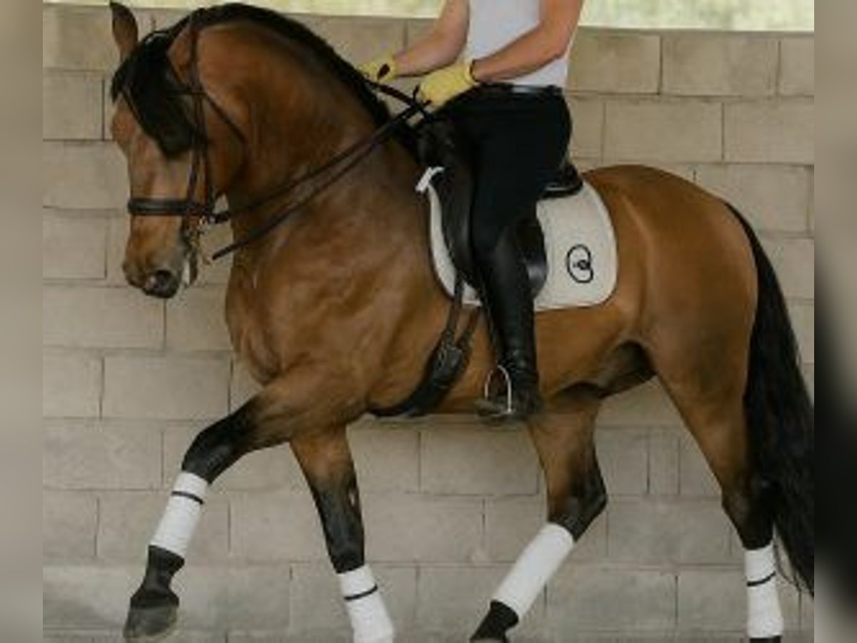 PRE Mix Wallach 7 Jahre 167 cm Overo-alle-Farben in MALAGA
