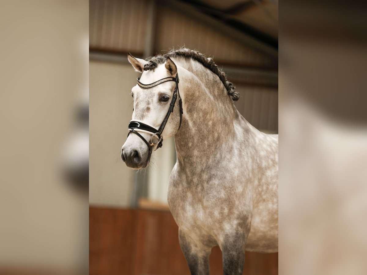 PRE Mix Wallach 7 Jahre 170 cm Apfelschimmel in Bad Zwischenahn