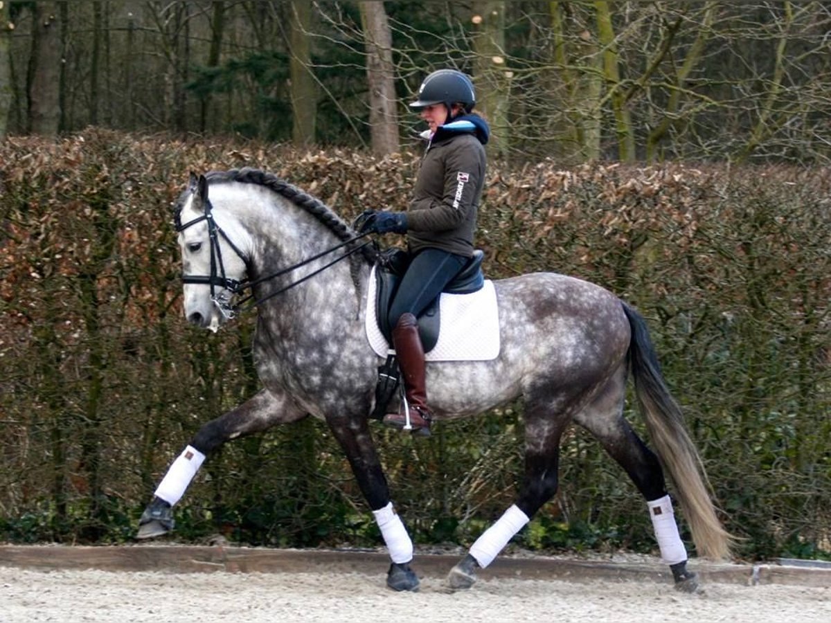 PRE Mix Wallach 7 Jahre 170 cm Apfelschimmel in Großenkneten