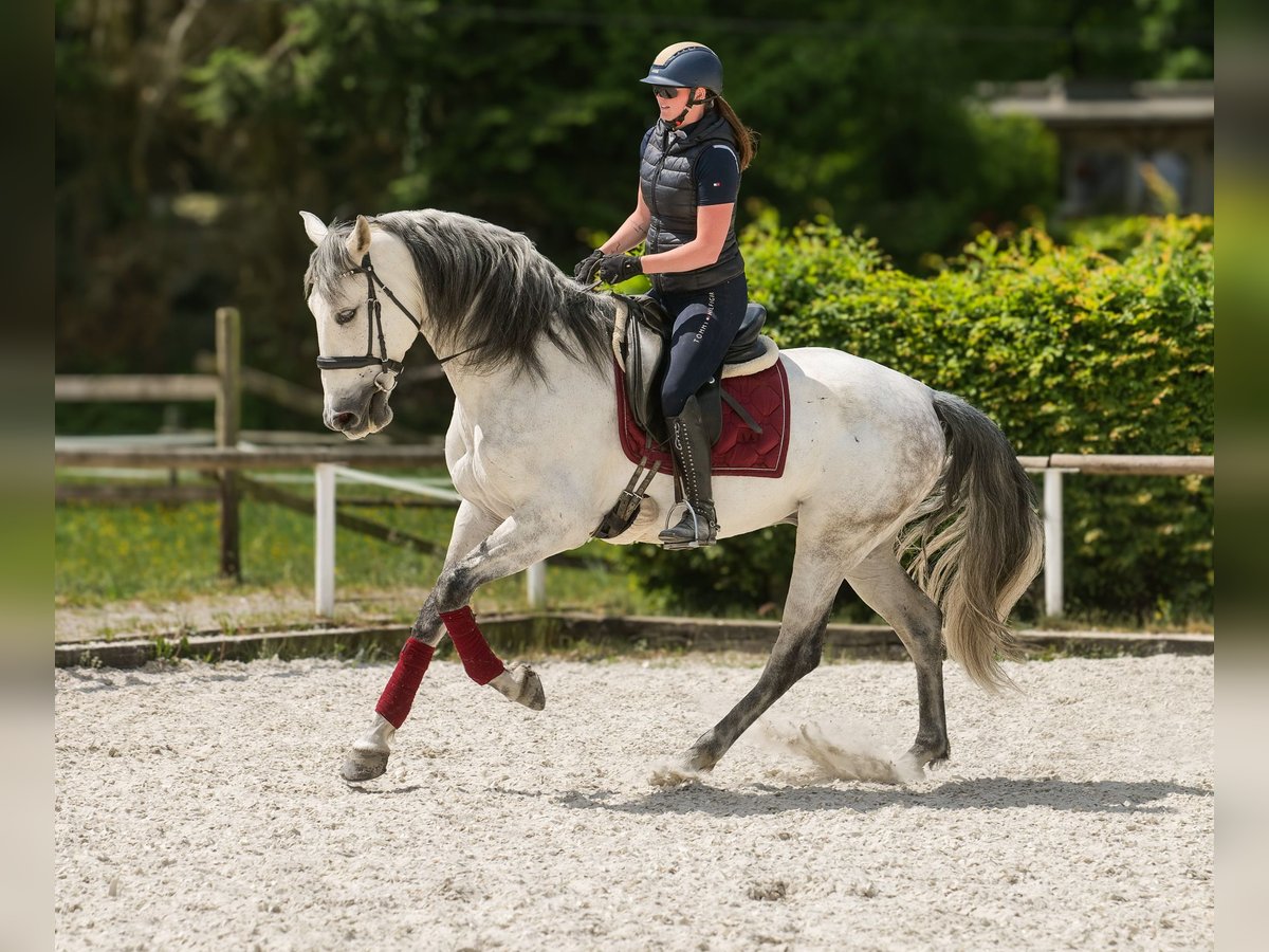 PRE Wallach 7 Jahre 170 cm Schimmel in Neustadt (Wied)