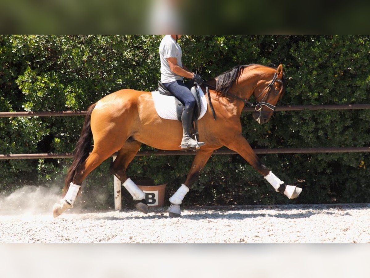 PRE Mix Wallach 7 Jahre 172 cm Rotbrauner in NAVAS DEL MADRONO