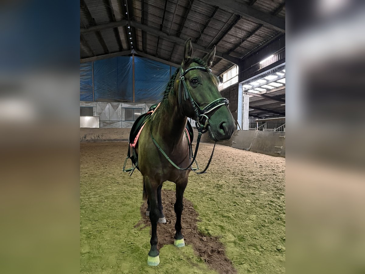 PRE Mix Wallach 8 Jahre 151 cm Dunkelbrauner in M&#xF6;nchengladbach