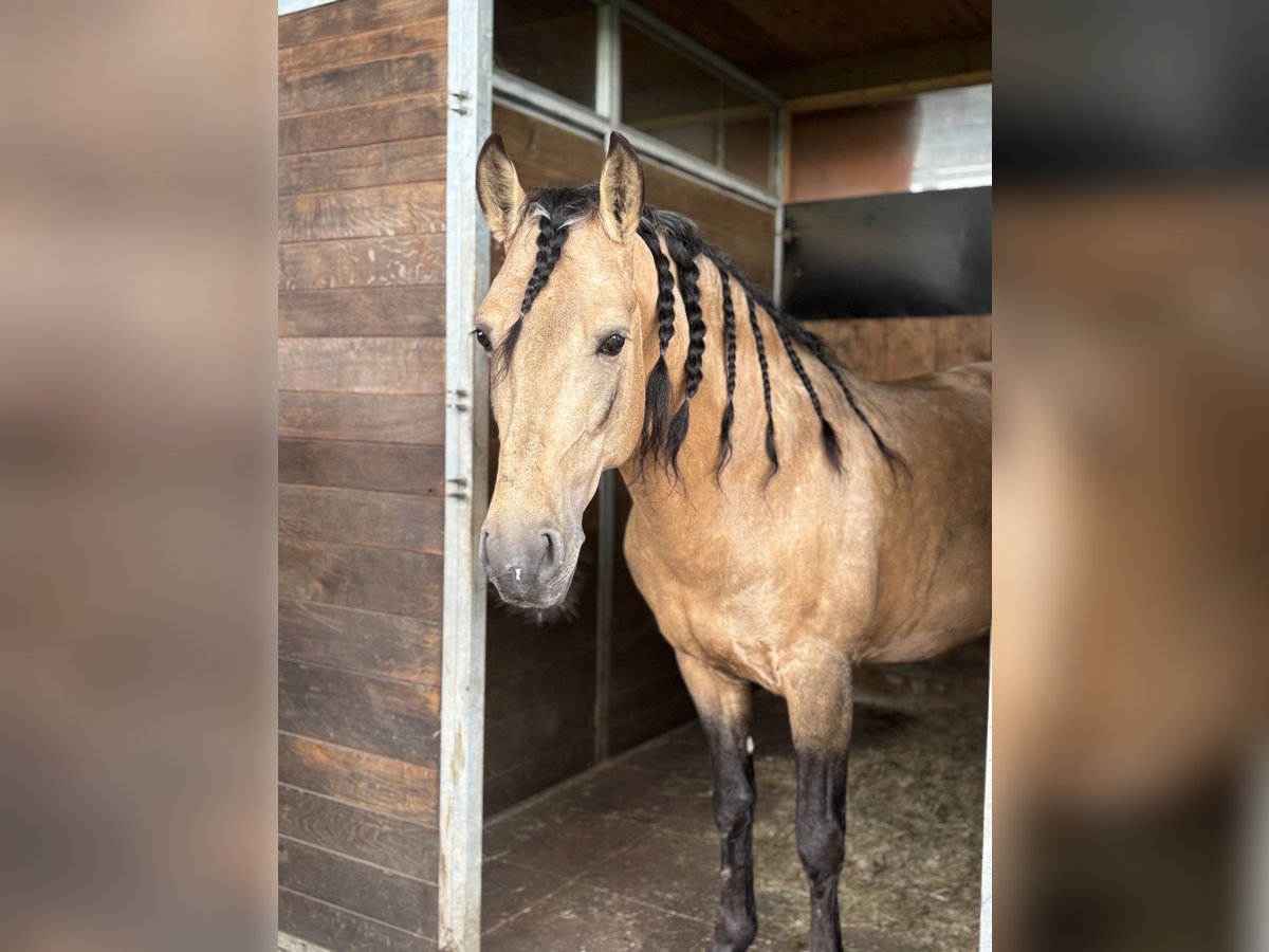 PRE Mix Wallach 8 Jahre 157 cm Buckskin in Affoltern am Albis