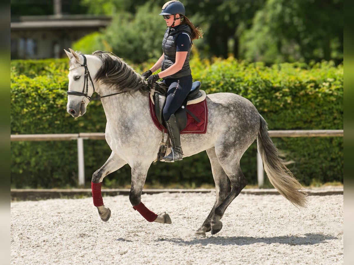 PRE Wallach 8 Jahre 158 cm Schimmel in Neustadt (Wied)