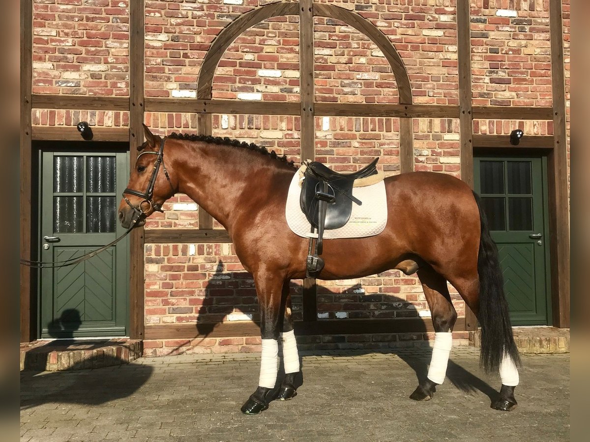 PRE Wallach 8 Jahre 161 cm Brauner in Niederkr&#xFC;chten