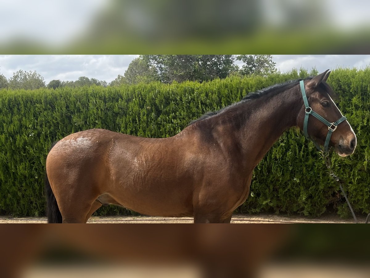 PRE Wallach 8 Jahre 162 cm Dunkelbrauner in Torrente