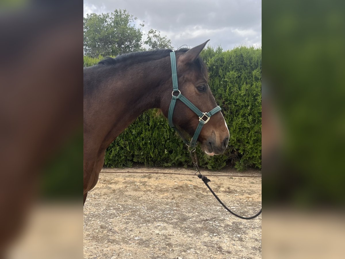 PRE Wallach 8 Jahre 162 cm Dunkelbrauner in Torrente