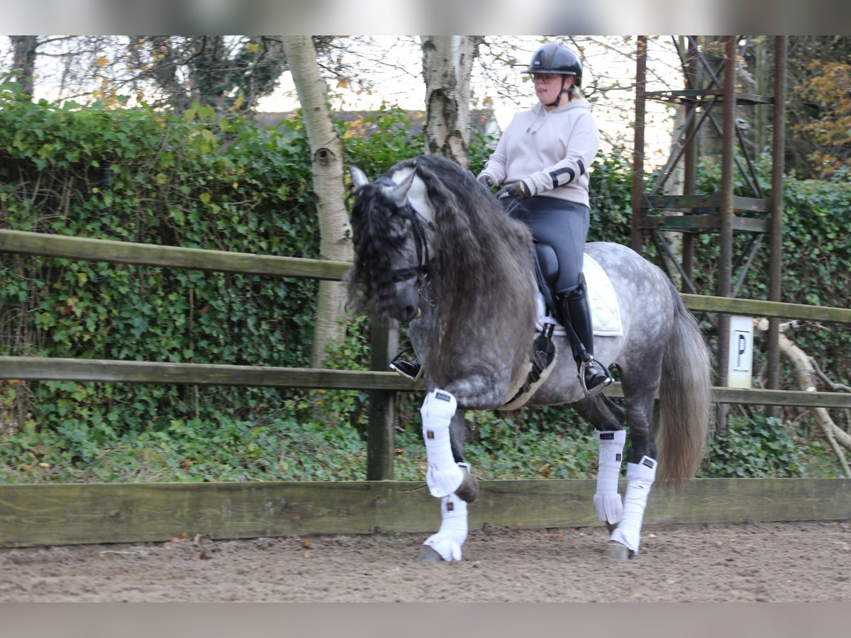 PRE Wallach 8 Jahre 163 cm Blauschimmel in Heemskerk