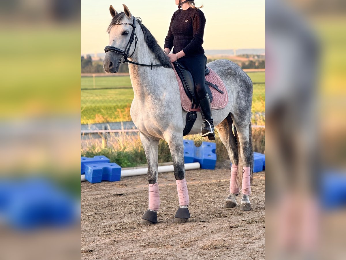 PRE Mix Wallach 8 Jahre 163 cm Schimmel in Wegeleben