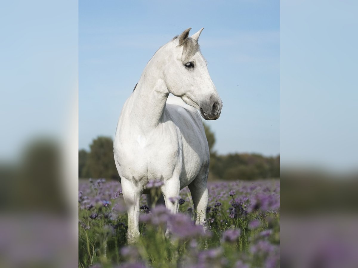 PRE Mix Wallach 8 Jahre 165 cm Schimmel in Dessau OT Mosigkau