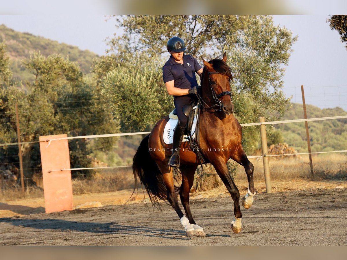 PRE Mix Wallach 8 Jahre 166 cm Brauner in Santa Perpetua de Mogoda
