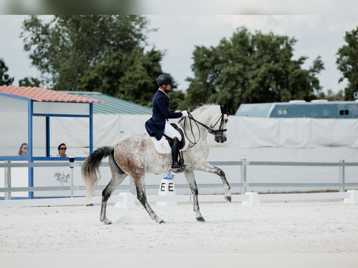 PRE Wallach 8 Jahre 169 cm Schimmel in Los Mochuelos