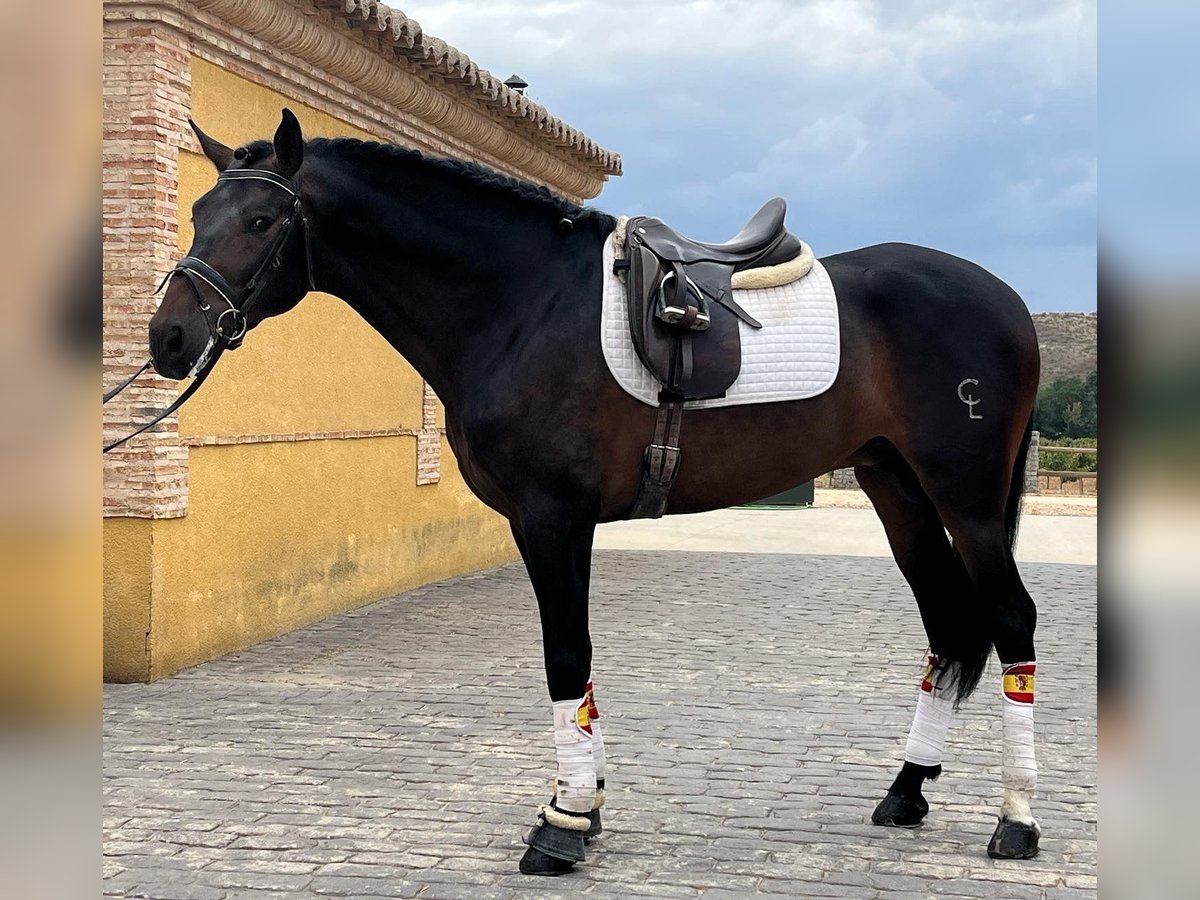 PRE Mix Wallach 8 Jahre 170 cm Brauner in Renedo De Esgueva
